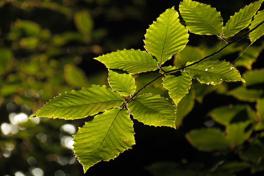 American beech leaf