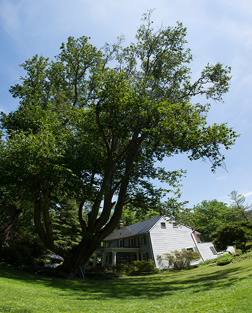 American beech tree