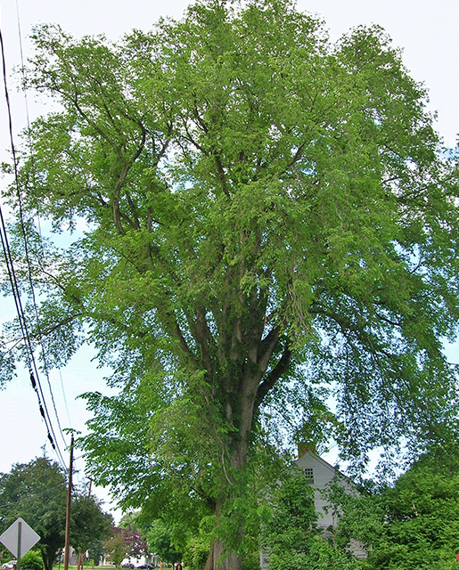 American elm tree