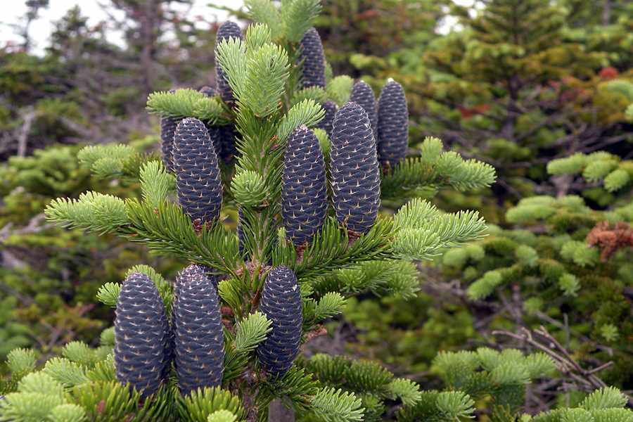 Balsam fir leaf