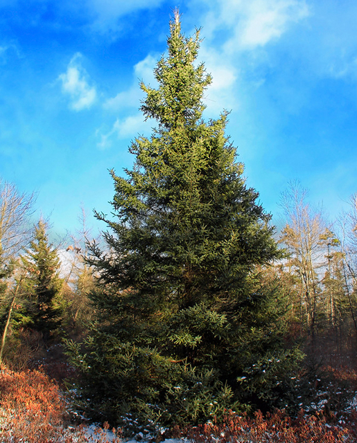 Balsam fir tree