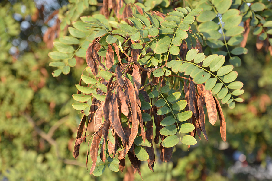 Black locust leaf