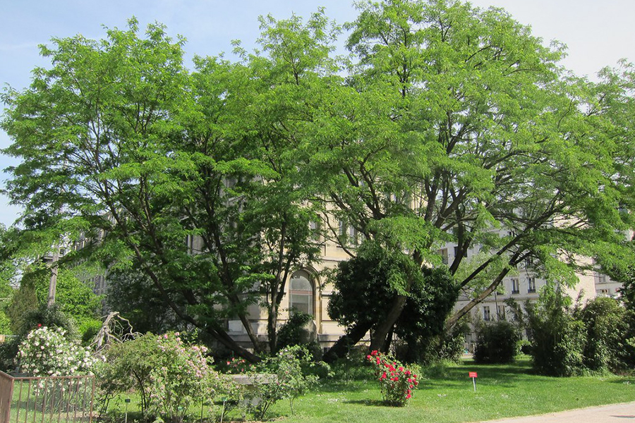 Black locust tree