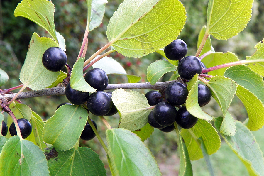 Buckthorn leaf