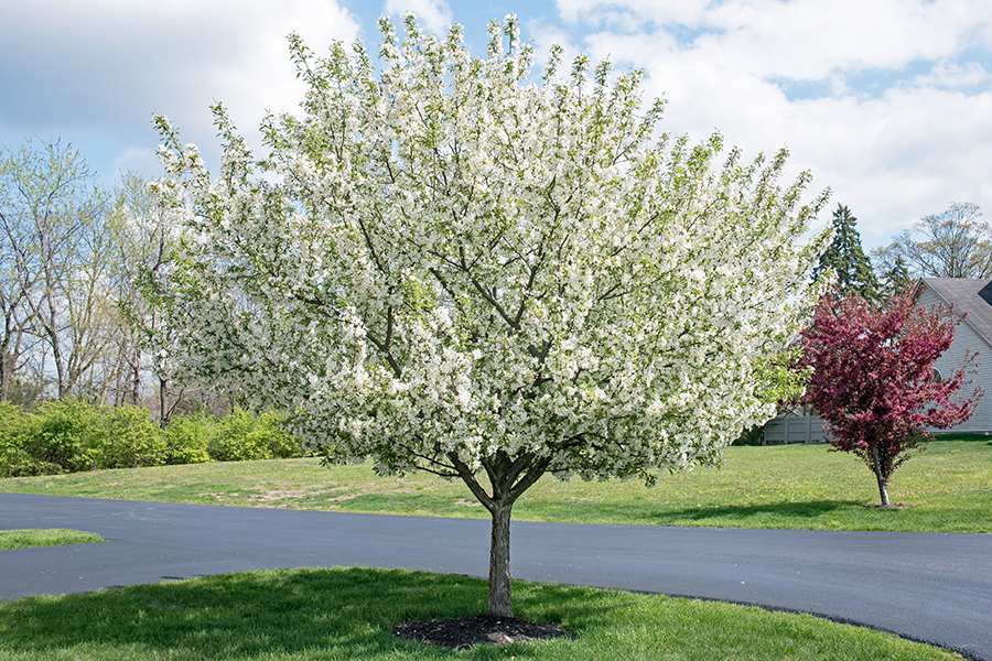 Crab apple tree