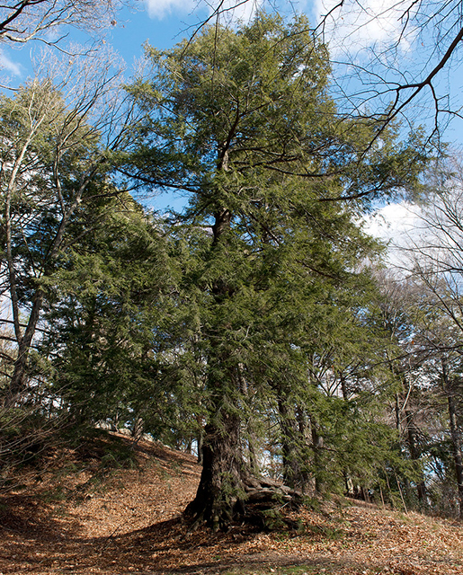 Eastern hemlock tree