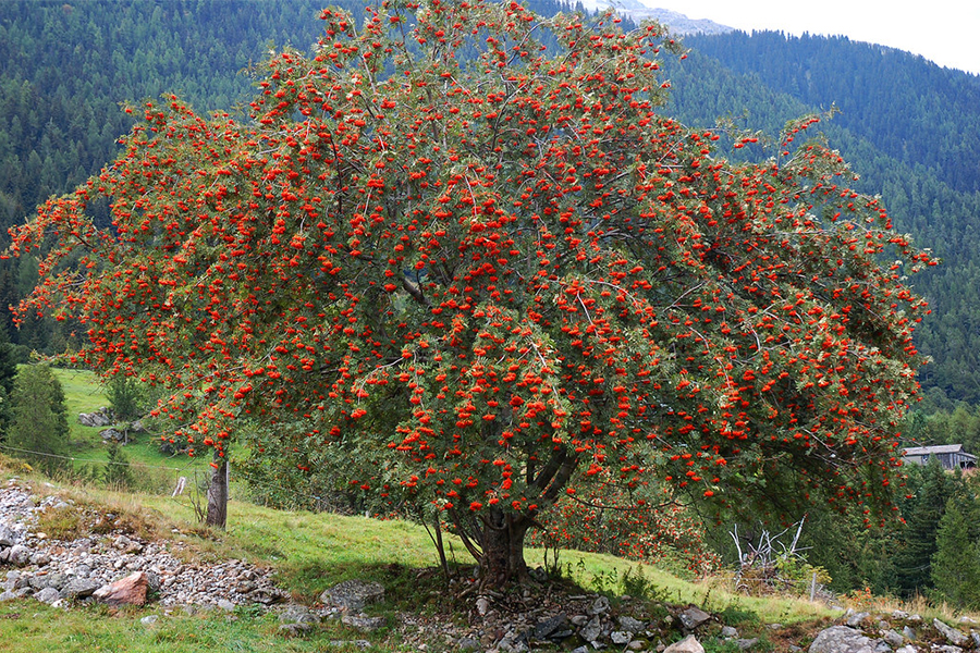 European mountain ash tree