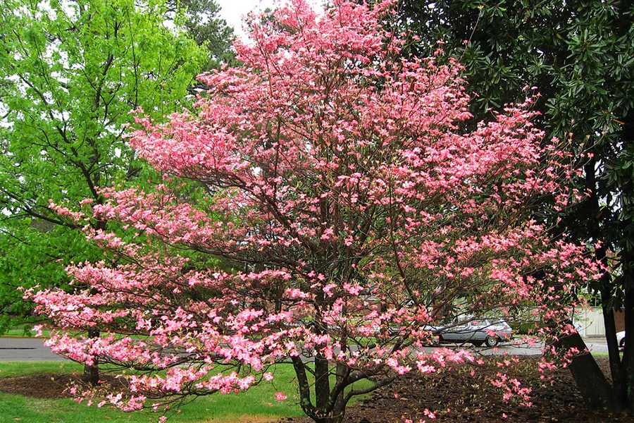 Flowering dogwood tree