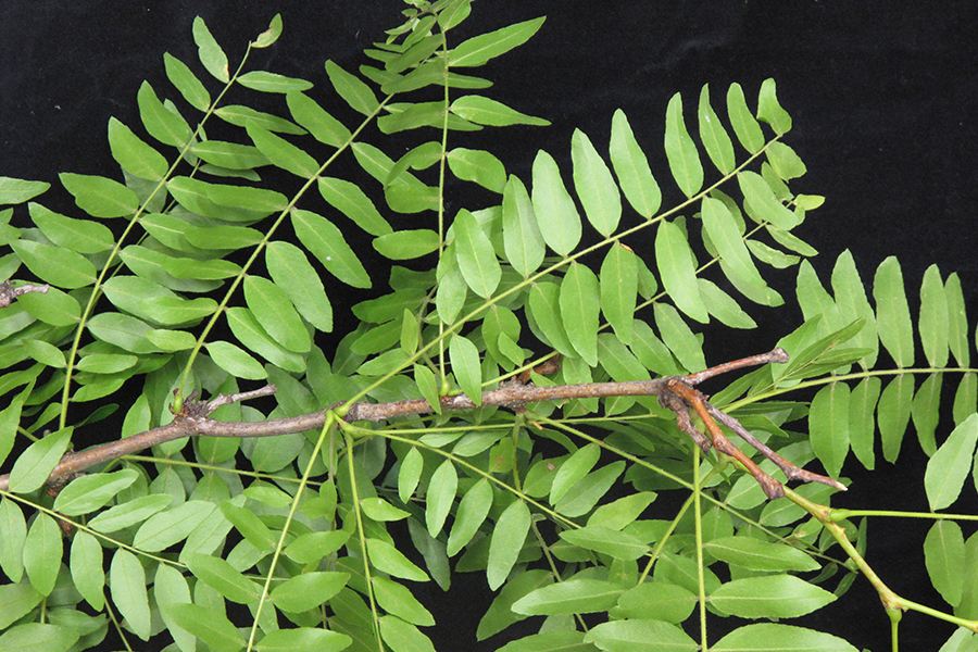 Honey locust leaf