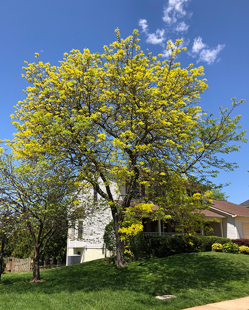 Honey locust tree