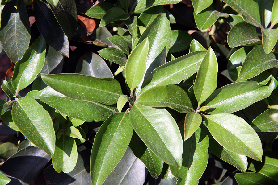 Mountain laurel leaf