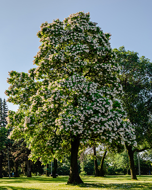 Northern catalpa tree