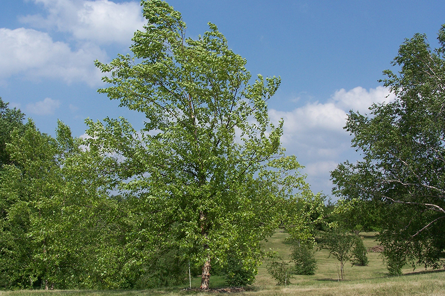 River birch tree