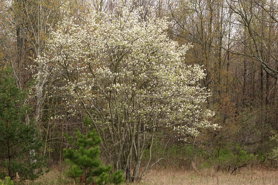 Serviceberry tree