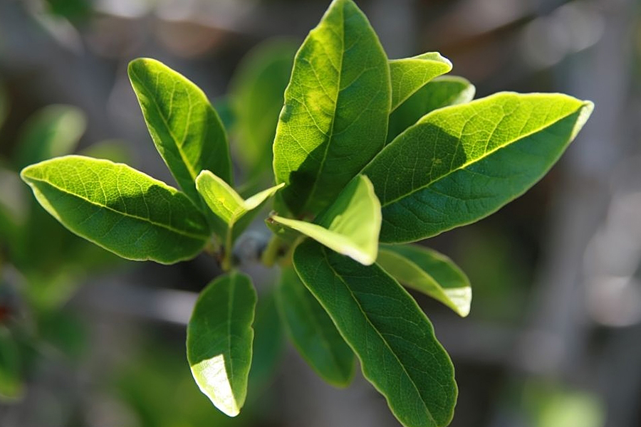 Star magnolia leaf