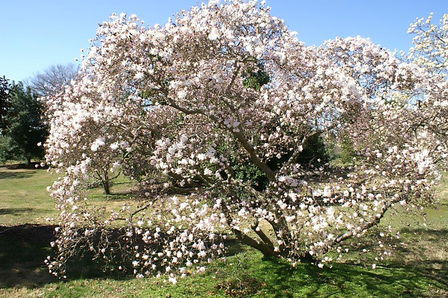 Star magnolia tree