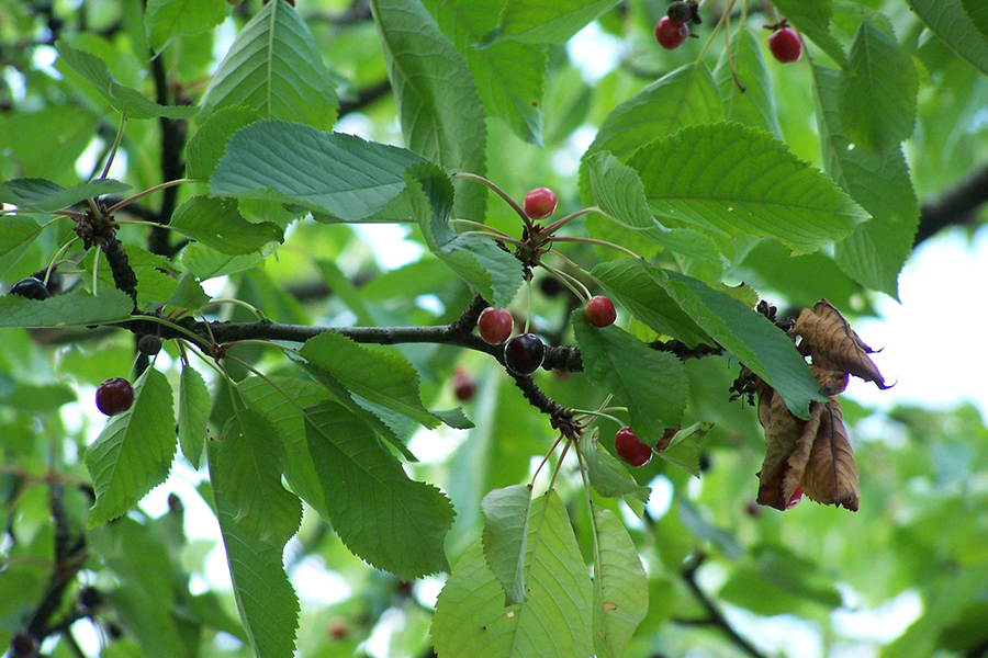 Sweet cherry leaf