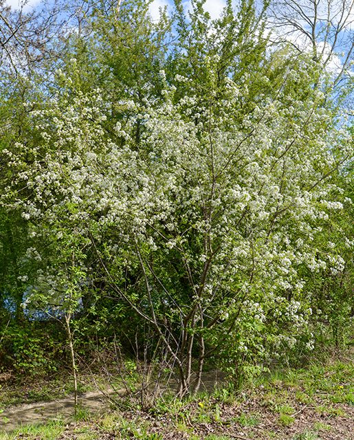 Sweet cherry tree