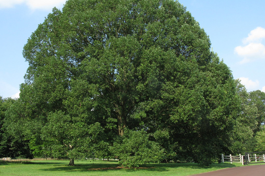 White oak tree