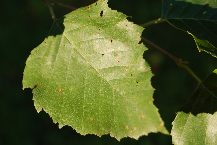 River birch leaf