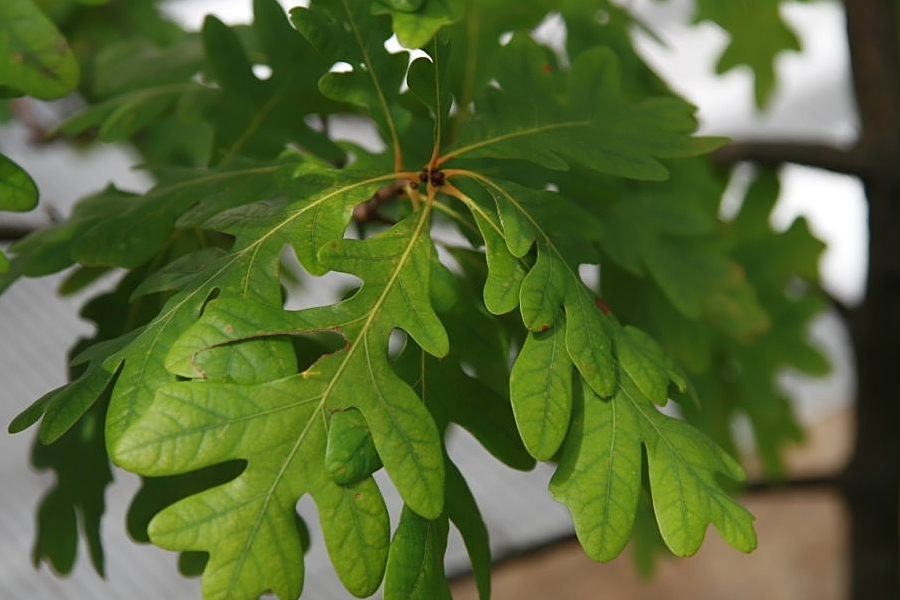 White oak leaf