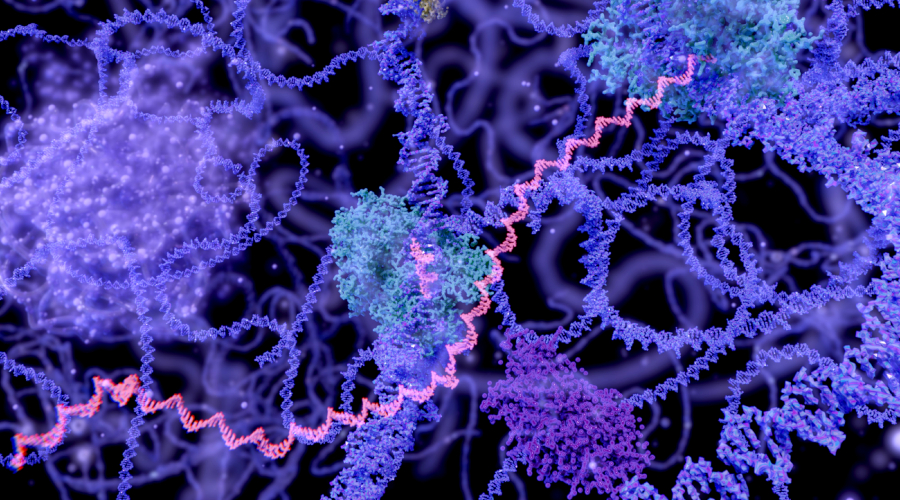 Nucleus of a cell