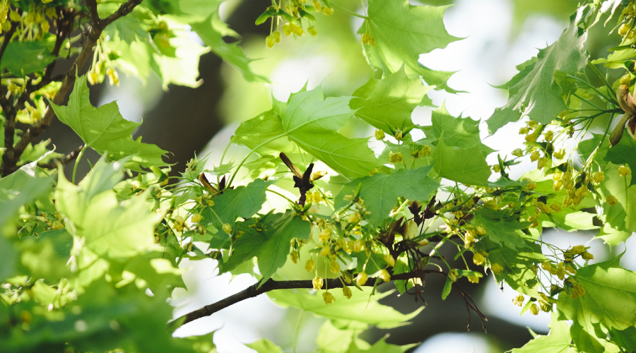 Tree branch with buds