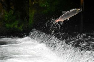 A salmon makes its way up river
