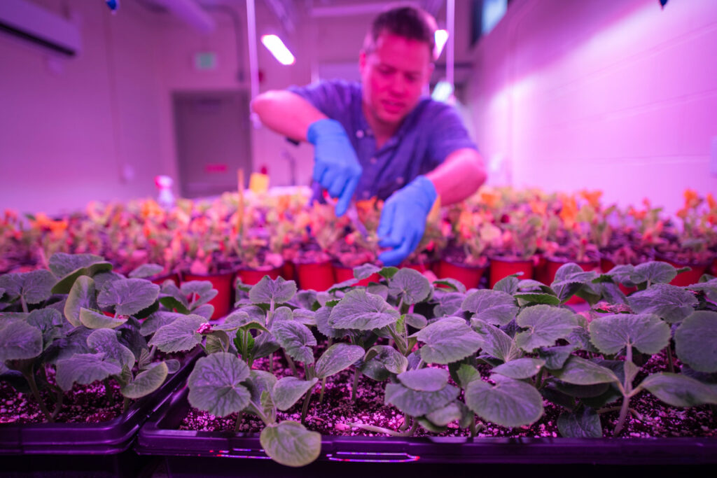 plants grown in incubator
