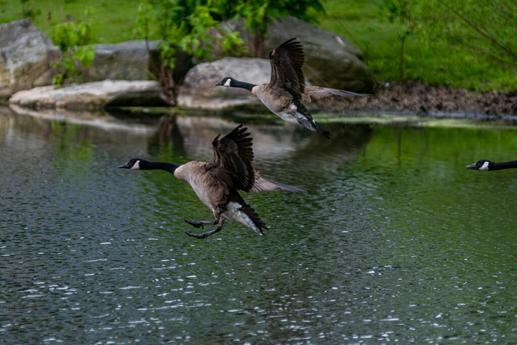 geese flying in park