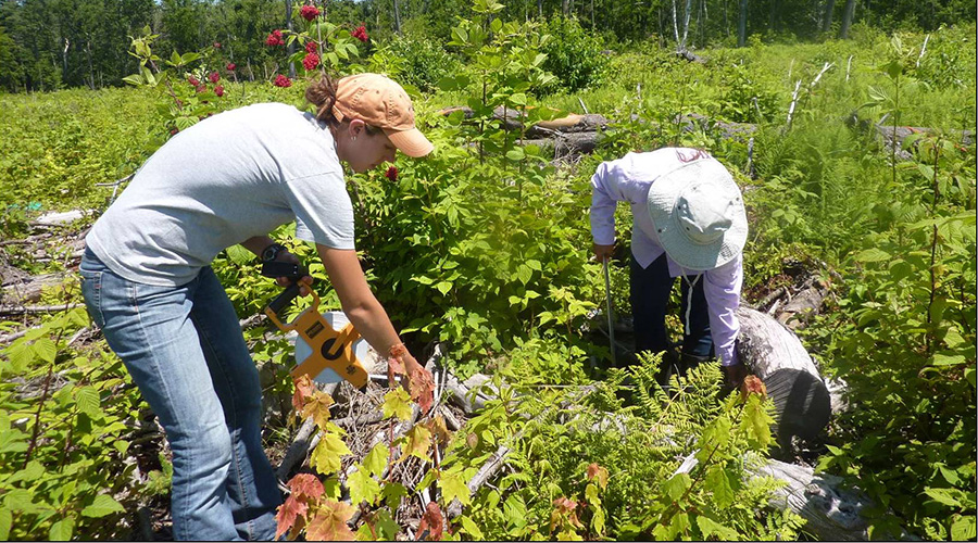 environmental student in field looking over plants