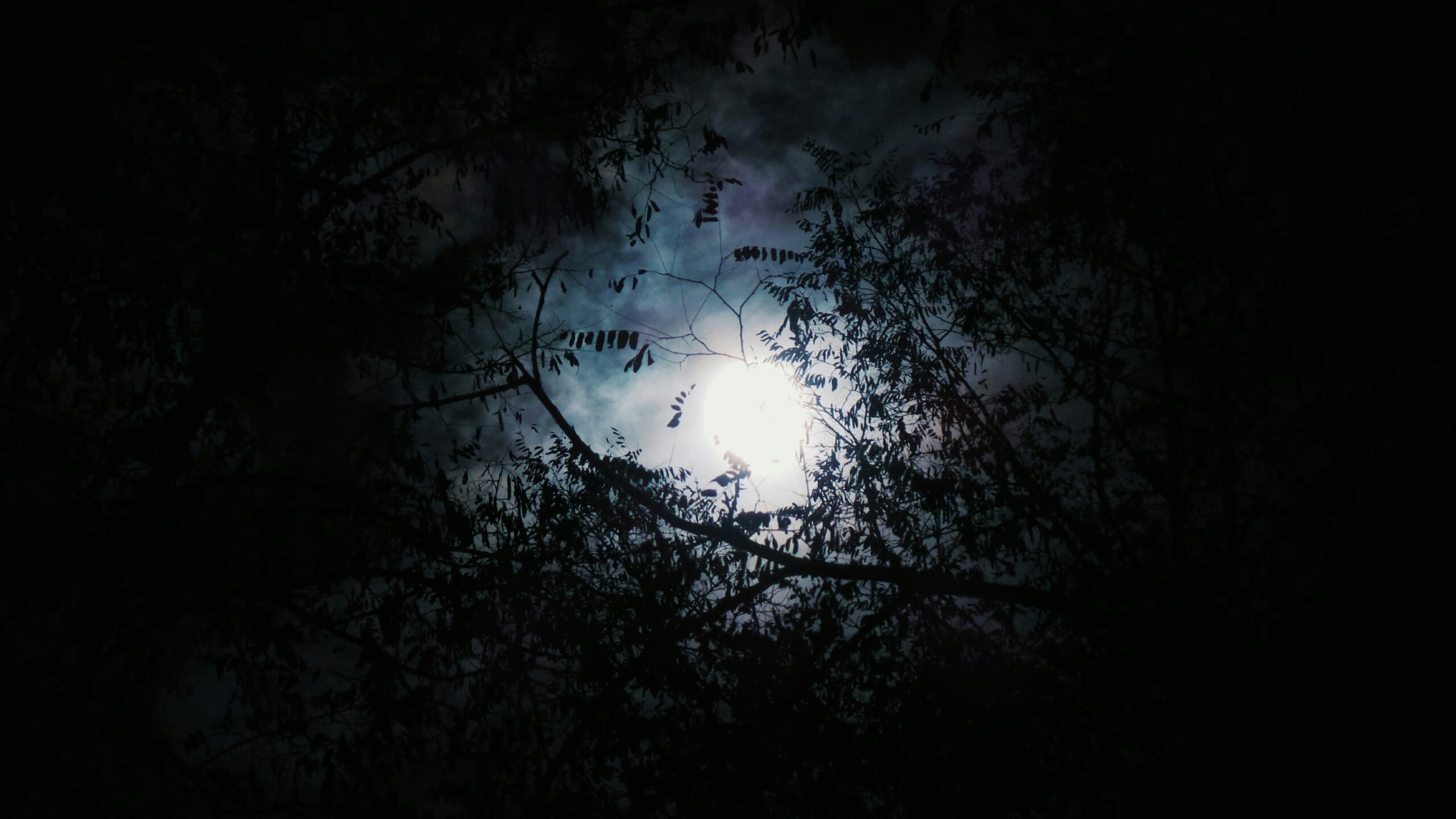 moon shining through tree branches