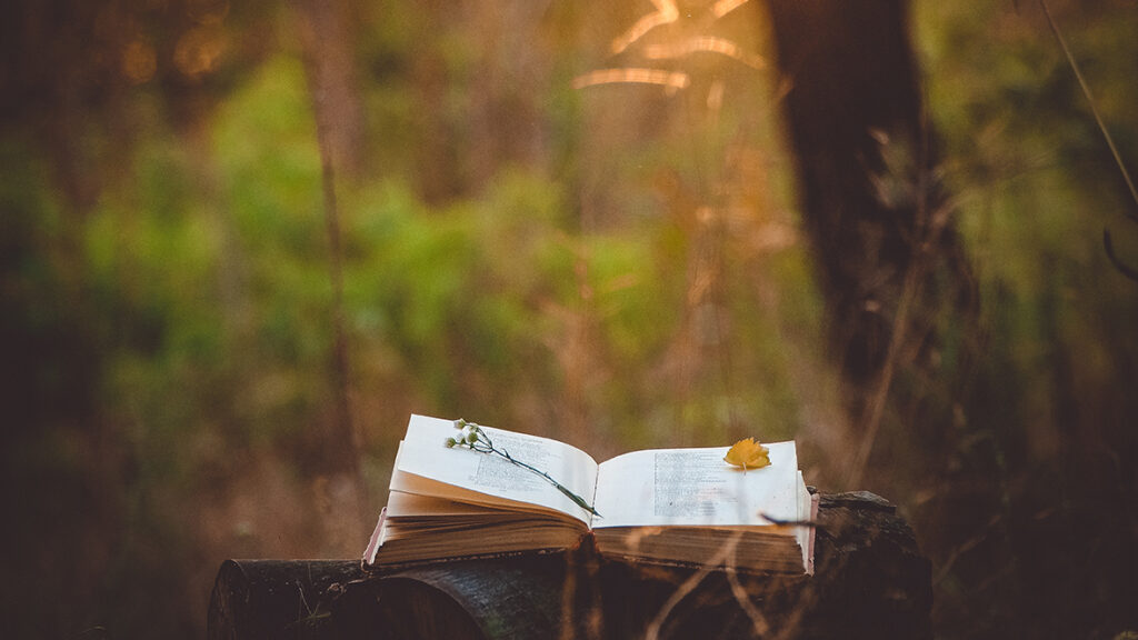 Poetry book under tree and blurs of summer sunset background