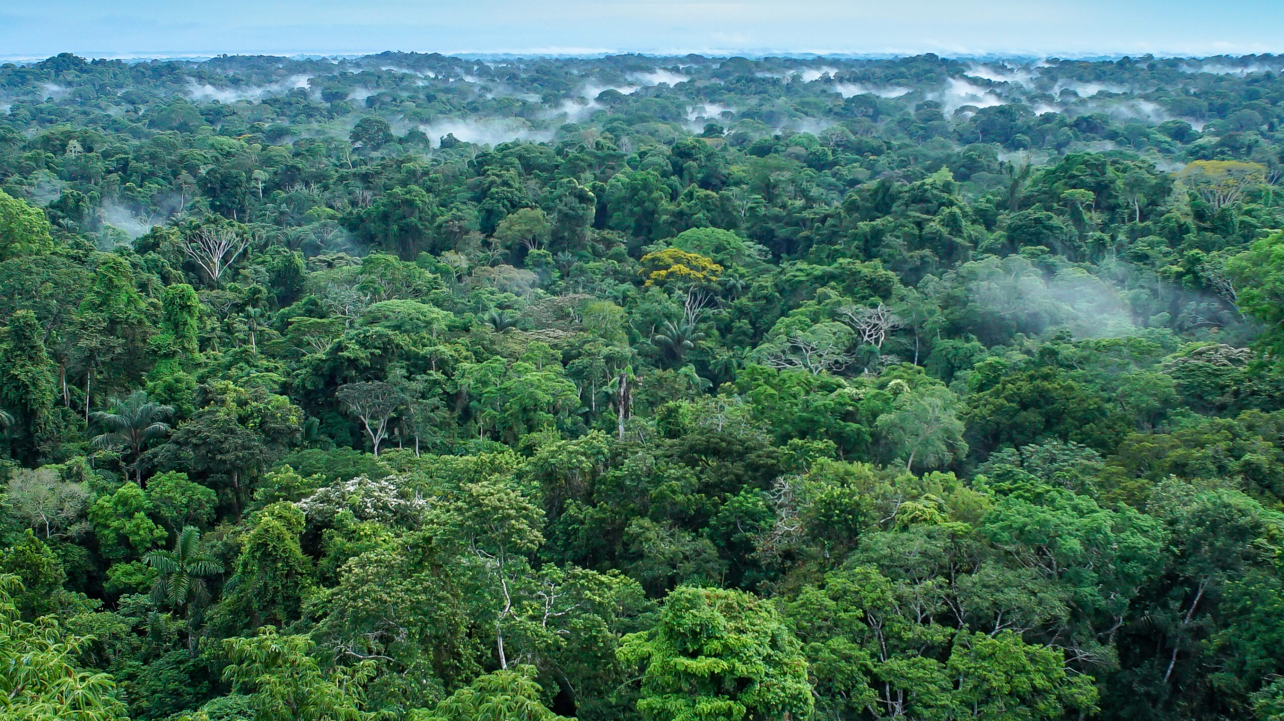 Yasuni National Park in Ecuador