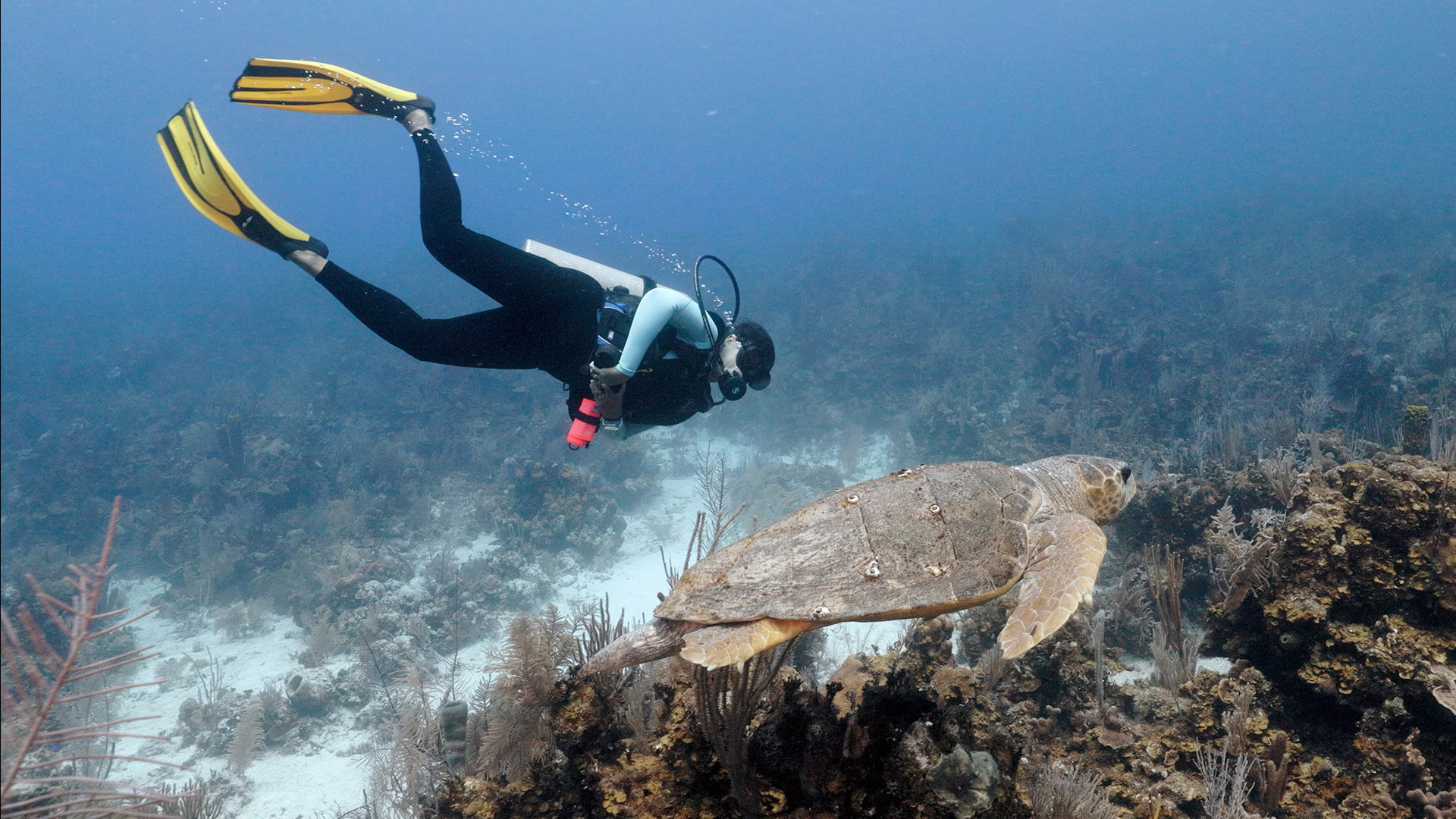 A diver swims off the coast of Belize