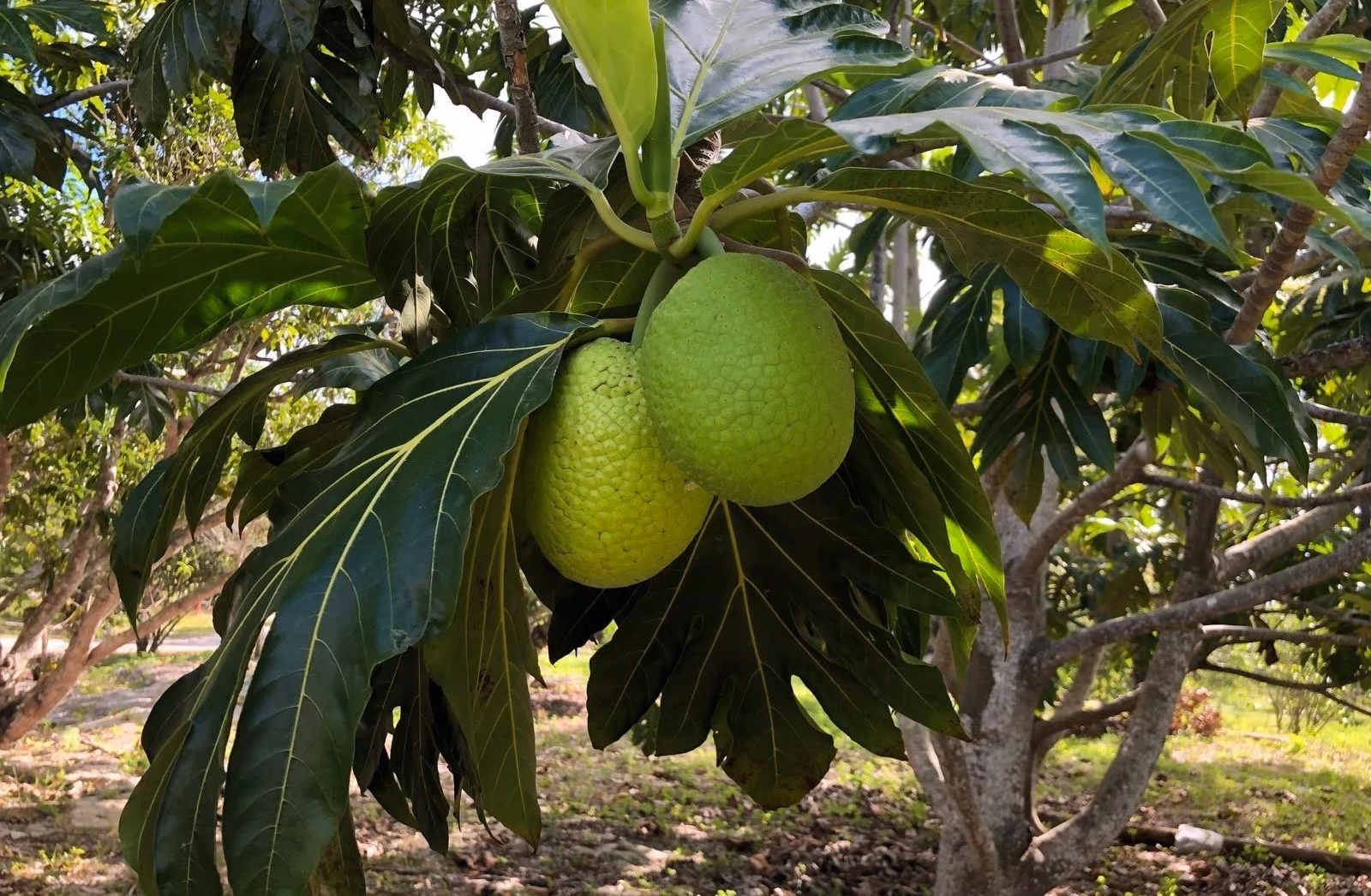 Breadfruit hanging on a tree