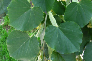Tilia americana plant