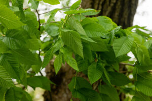 american elm tree leaves