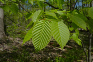 american hornbeam leaves