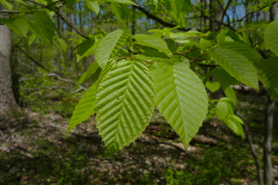 American hornbeam leaves