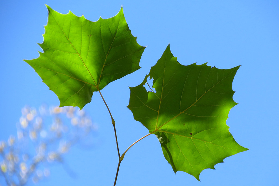 american planetree leaves