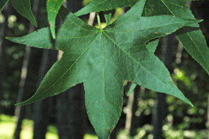 american sweetgum leaves