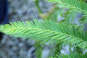 bald cypress leaves