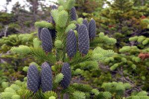 Balsam Fir leaves and cones