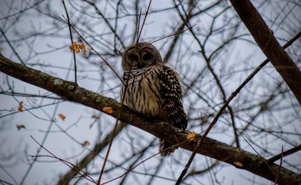 barred owl sitting on branch in winter