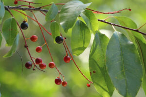 black cherry leaves with red berries