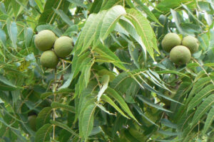 Black Walnut leaves and nuts