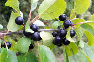 Buckthorn leaves and berries