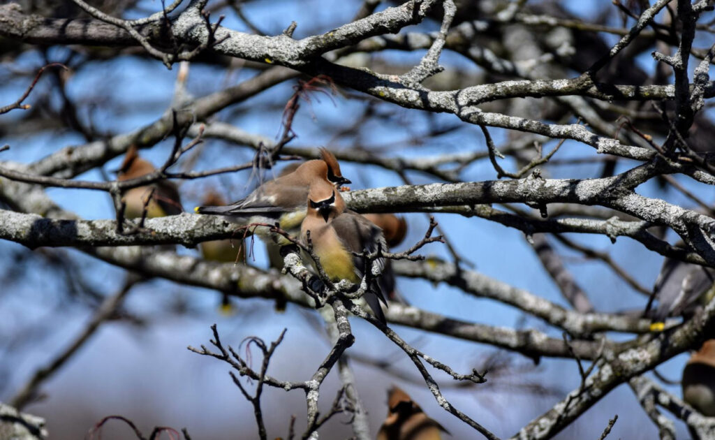 cedar waxwing bird on winter branches