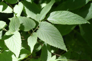 Common Hackberry leaves